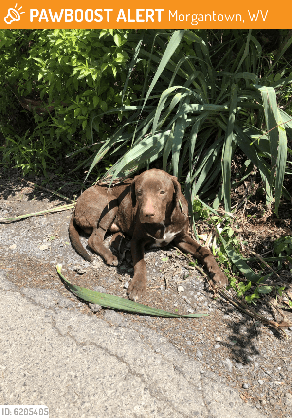 Found/Stray Male Dog in WV 26508 (ID 6205405) PawBoost