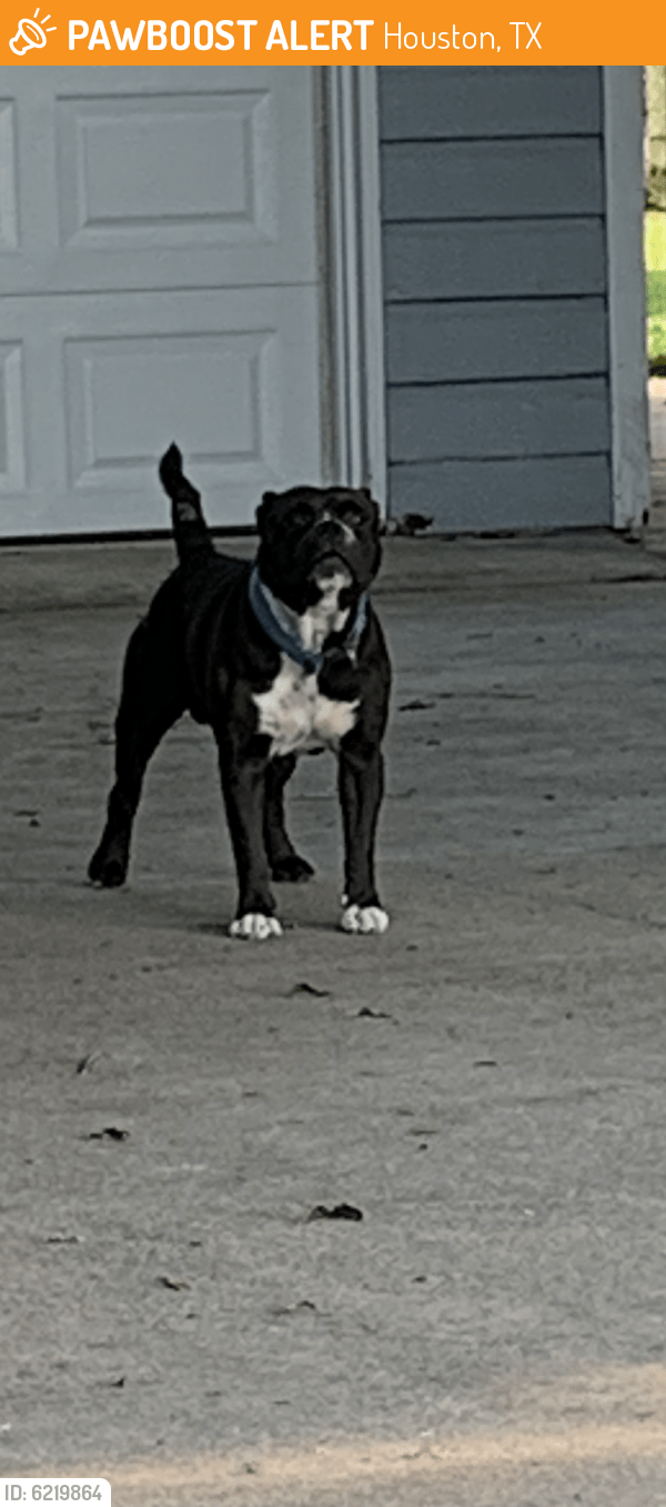 Found/Stray Dog in Houston, TX 77009 (ID 6219864) PawBoost