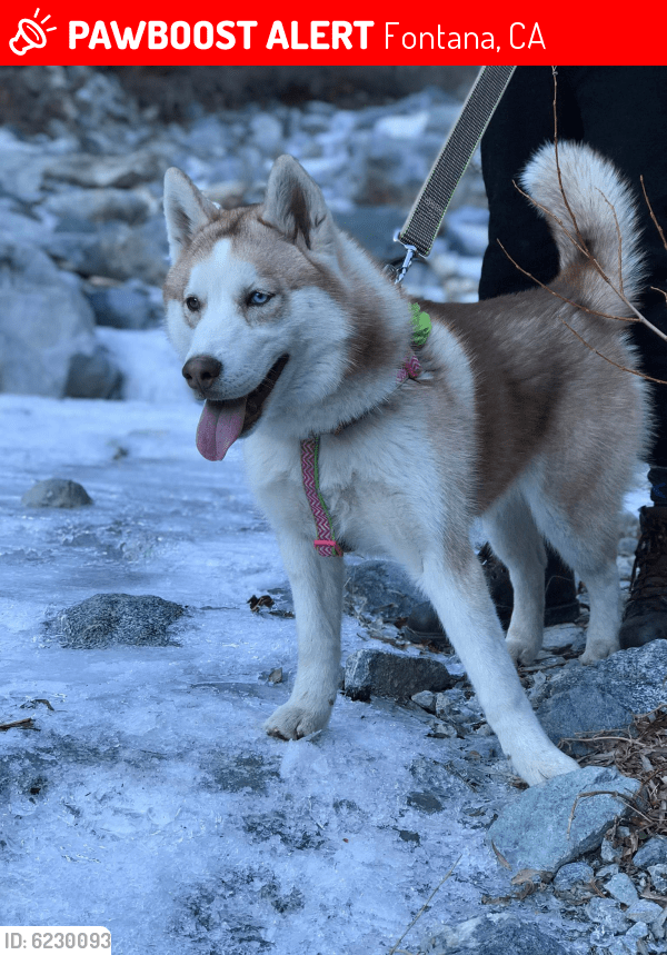 Lost Female Dog in Fontana, CA 92335 Named Sky (ID 6230093) PawBoost