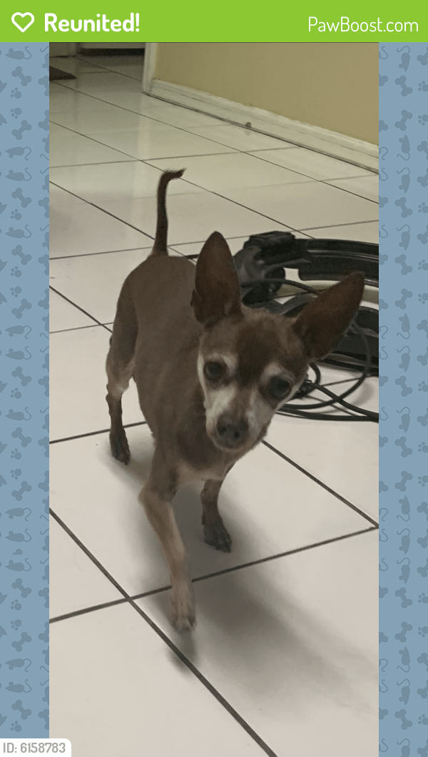 Reunited Dog in Las Vegas, NV 89119 (ID 6158783) PawBoost
