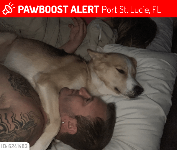 Lost Male Dog in Port St. Lucie, FL 34953 Named Bentley (ID 6241483) PawBoost