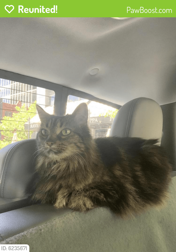 Reunited Cat in Salt Lake City, UT 84103 (ID 6235671) PawBoost