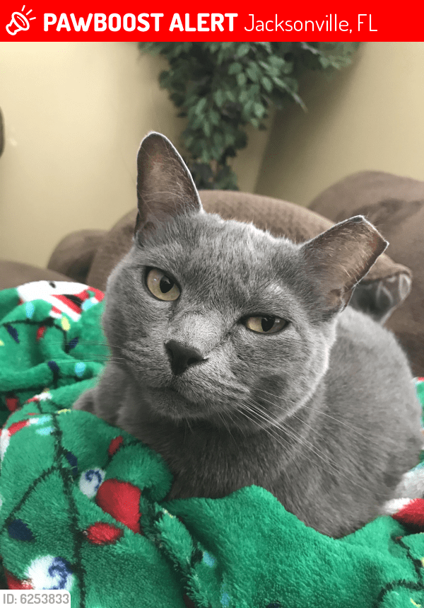 Lost Female Cat in Jacksonville, FL 32218 Named Lola (ID 6253833
