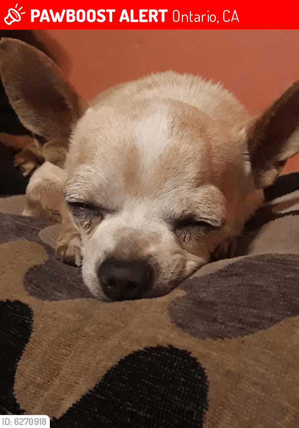 Lost Male Dog in Ontario, CA 91764 Named Casper (ID 6270918) PawBoost