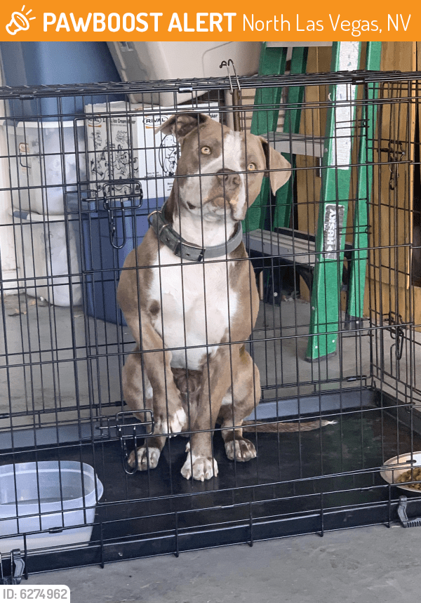 Found/Stray Male Dog in North Las Vegas, NV 89030 (ID 6274962) PawBoost