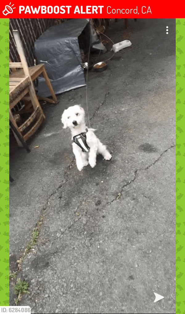 Lost Male Dog in Concord, CA 94520 Named Coco (ID 6284086) PawBoost