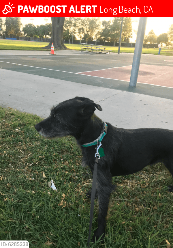 Lost Female Dog in Long Beach, CA 90805 Named Scarlet (ID 6285330