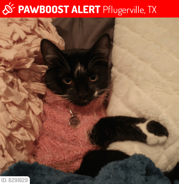 Lost Female Cat in Pflugerville, TX 78660 Named Moe (ID 6291929