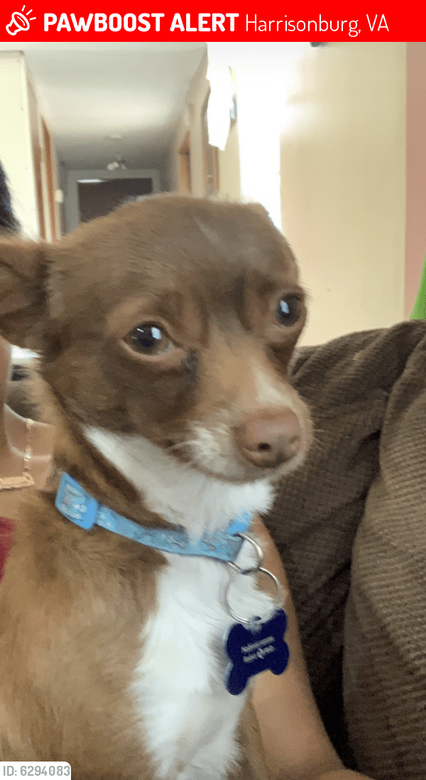 Deceased Male Dog in Harrisonburg, VA 22801 (ID 6294083) PawBoost
