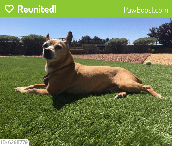 Reunited Female Dog in Las Cruces, NM 88007 (ID 6268779) PawBoost