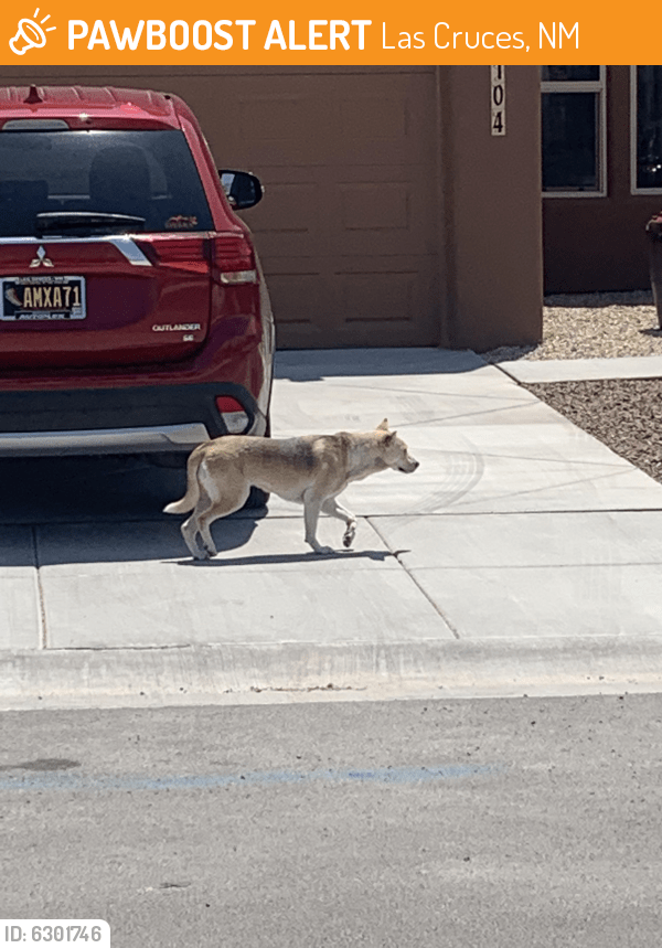 Found/Stray Dog in Las Cruces, NM 88012 (ID 6301746) PawBoost
