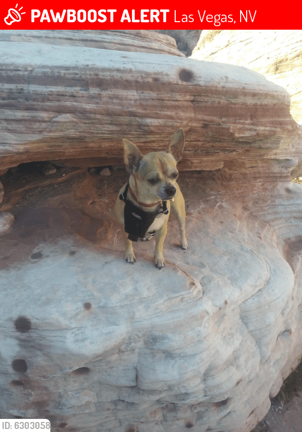 Lost Female Dog in Las Vegas, NV 89118 Named Bambi (ID 6303058) PawBoost
