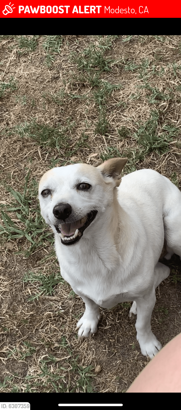 Lost Male Dog in Modesto, CA 95350 Named Vanilla (ID