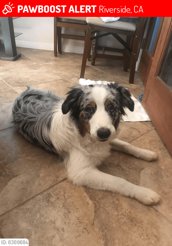 Lost Male Dog in Riverside, CA 92509 Named Bg (ID 6309684) PawBoost
