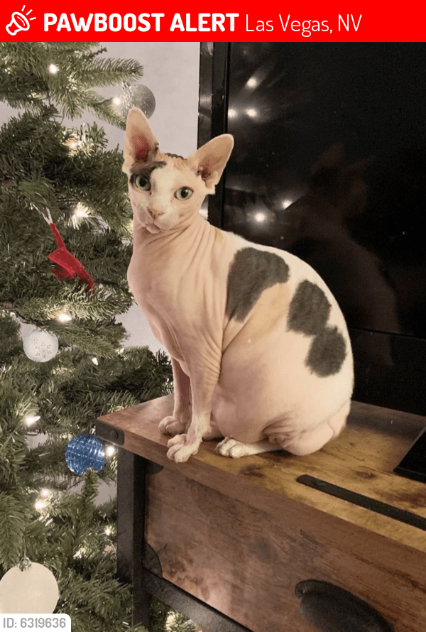 Lost Female Cat in Las Vegas, NV 89178 Named Elphaba (ID