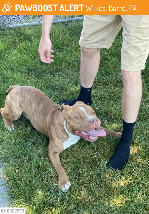 Found/Stray Male Dog in WilkesBarre, PA 18705 (ID 6322573) PawBoost