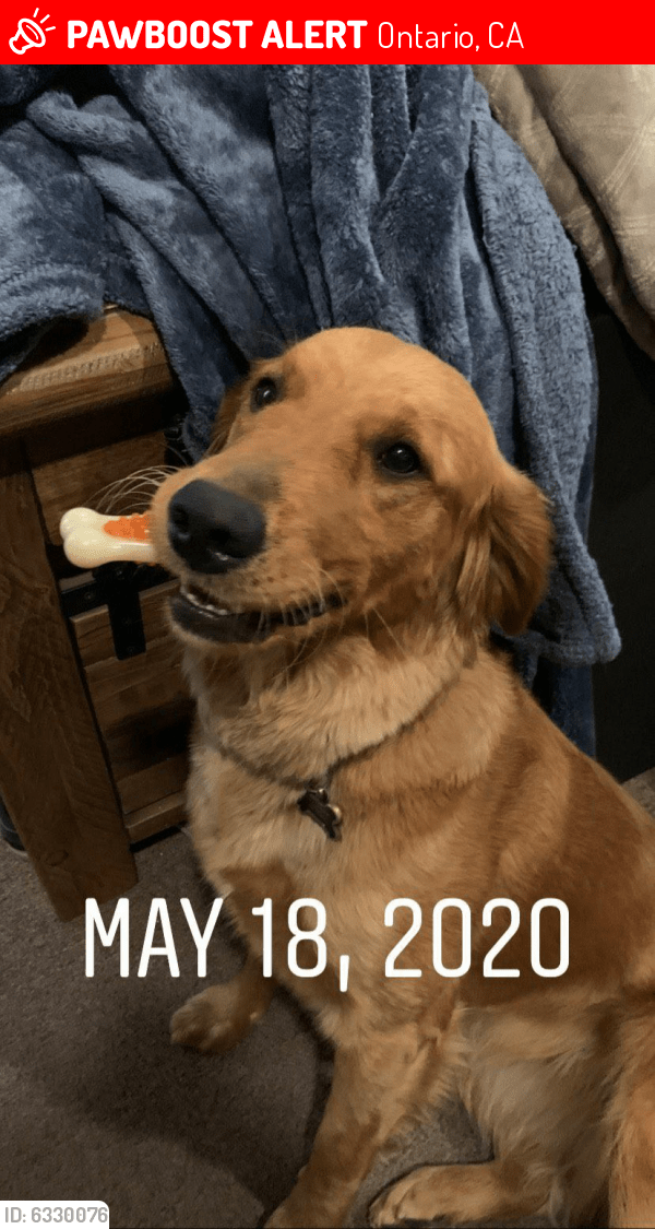 Lost Female Dog in Ontario, CA 91762 Named Myla (ID 6330076) PawBoost