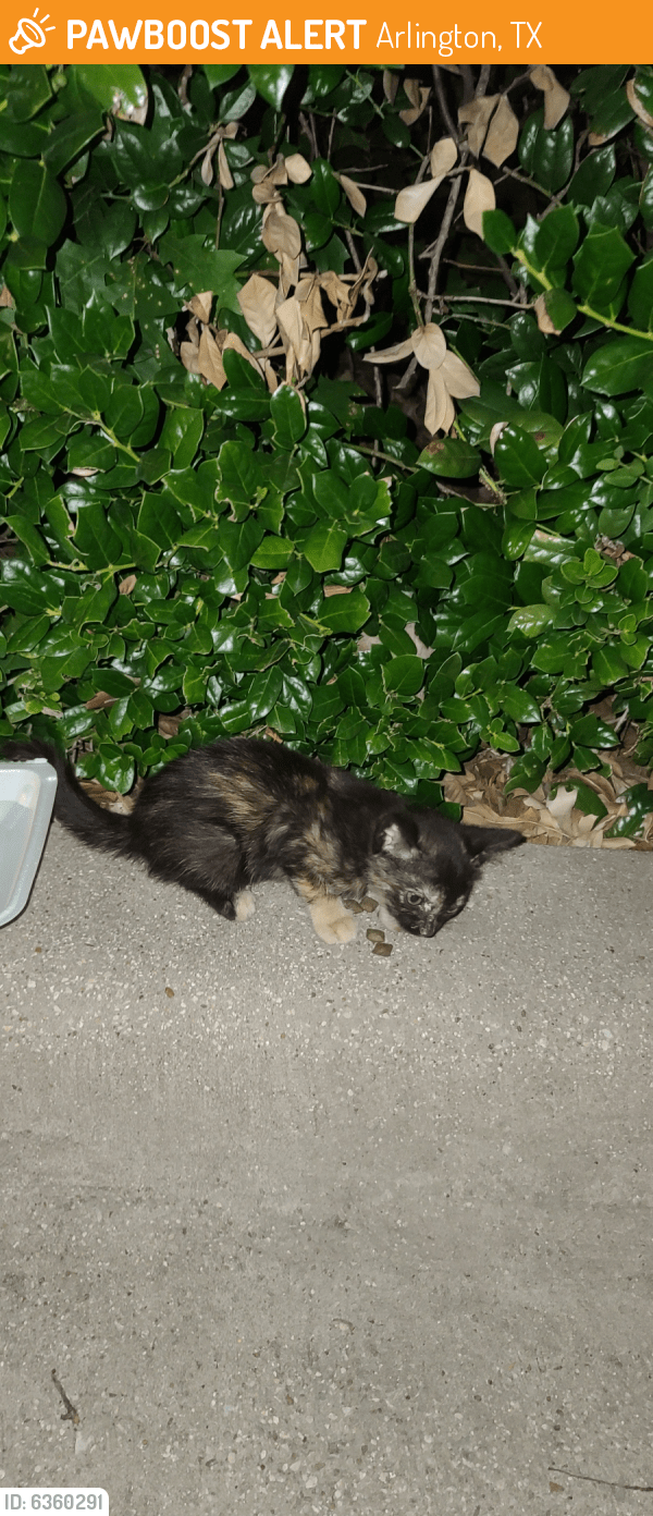 Found/Stray Cat in Arlington, TX 76017 (ID 6360291