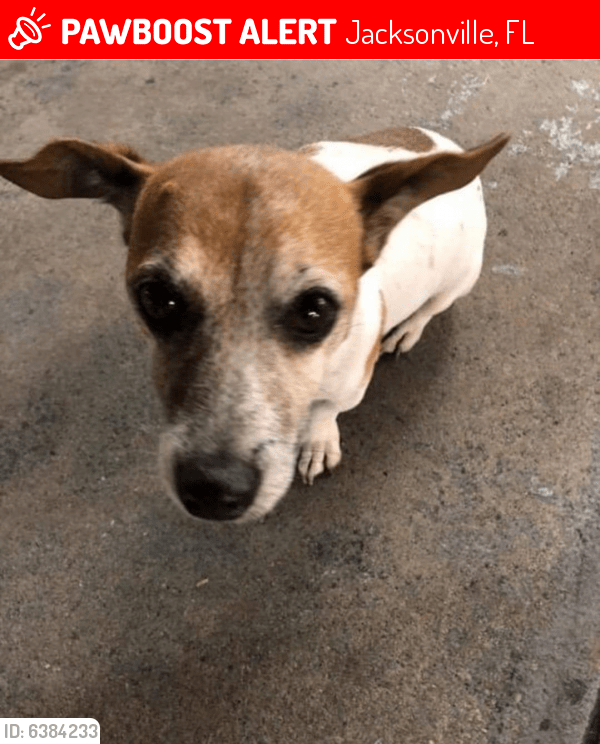 Lost Male Dog in Jacksonville, FL 32225 Named Bruno (ID 6384233