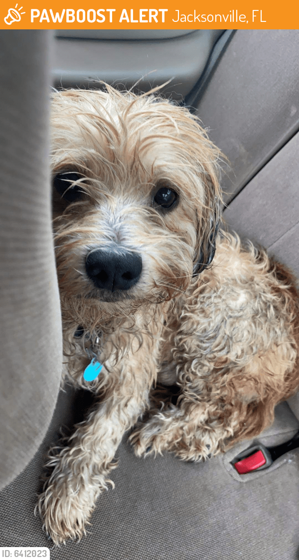 Found/Stray Dog in Jacksonville, FL 32201 (ID 6412023) PawBoost