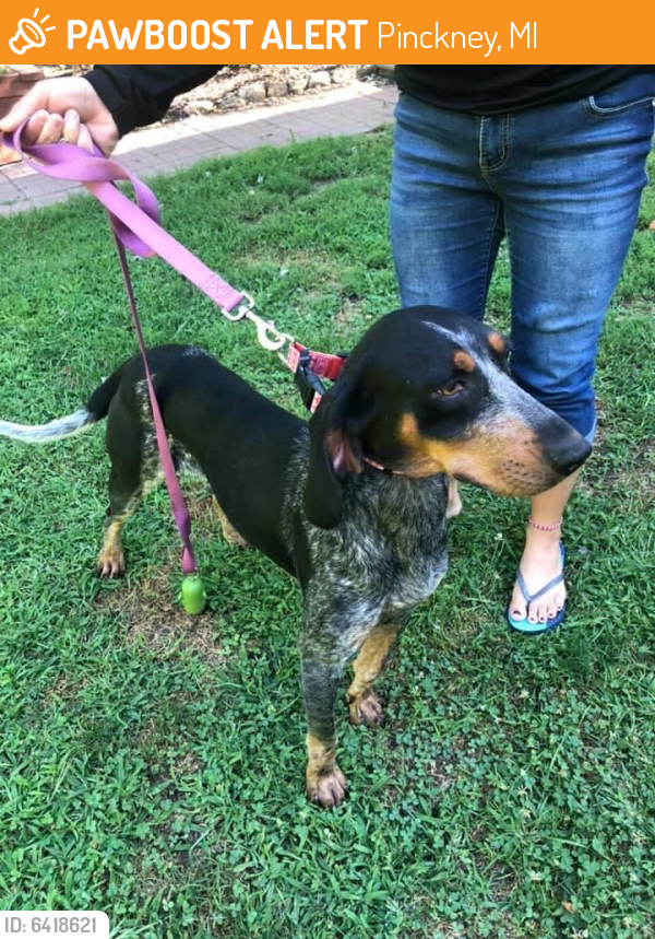 Rehomed Female Dog in Pinckney, MI 48169 (ID 6418621) PawBoost