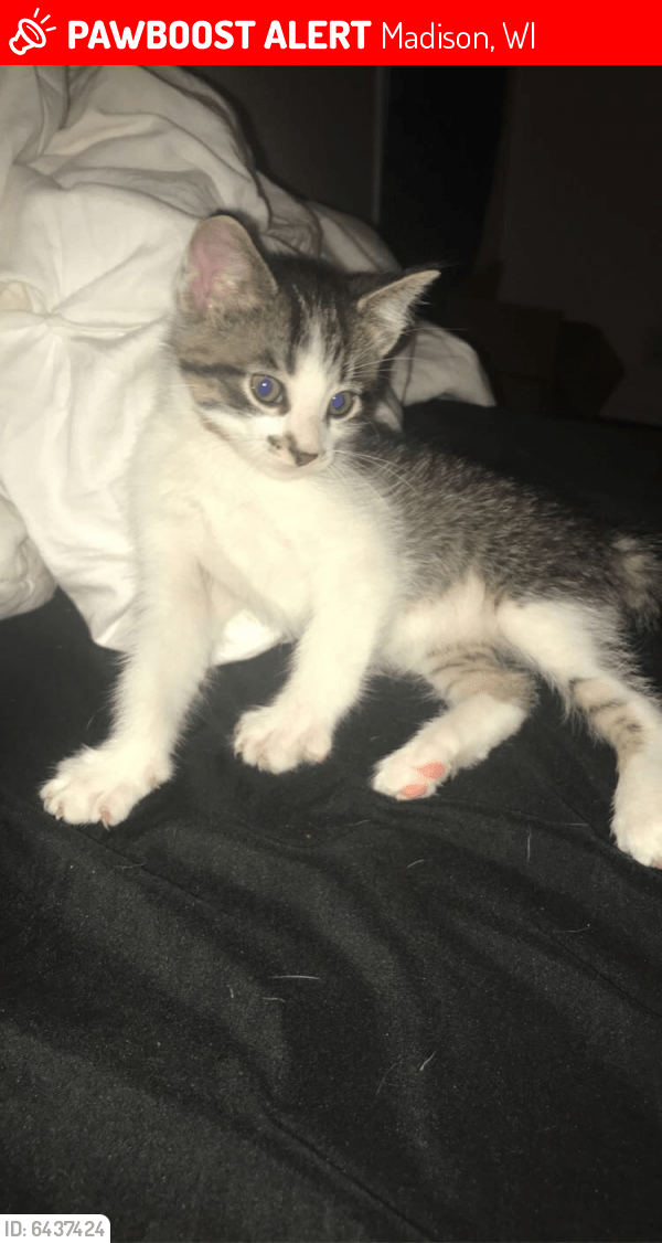 Lost Male Cat in Madison, WI 53703 Named Momo (ID 6437424) PawBoost