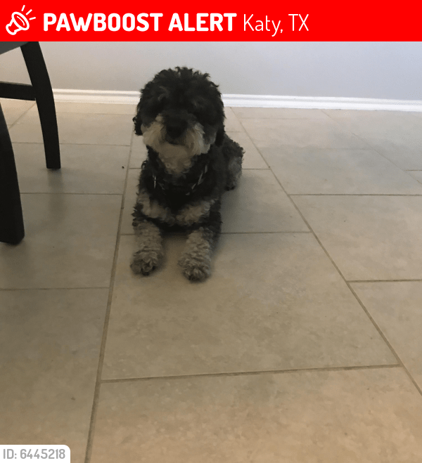 Lost Male Dog in Katy, TX 77449 Named Kingston (ID 6445218) PawBoost
