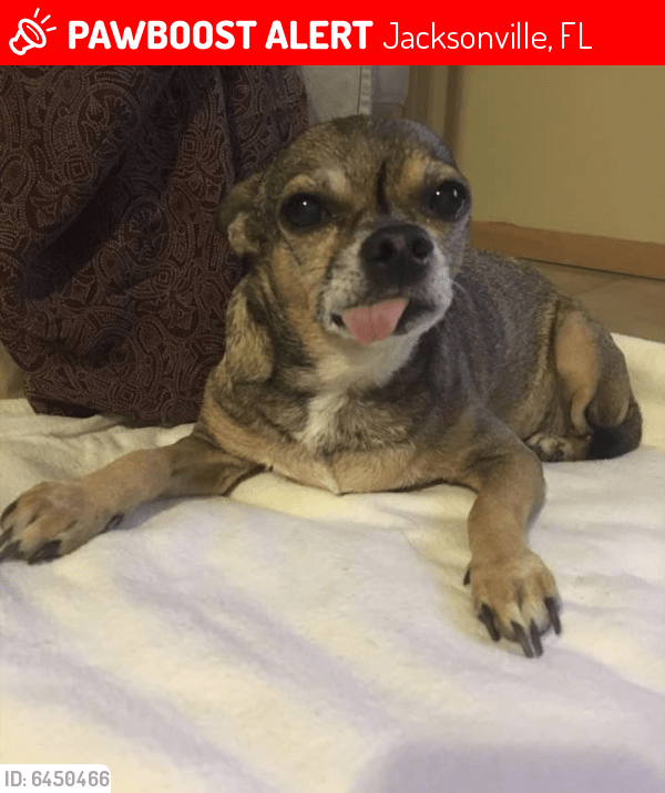 Lost Male Dog in Jacksonville, FL 32216 Named Pj (ID 6450466) PawBoost