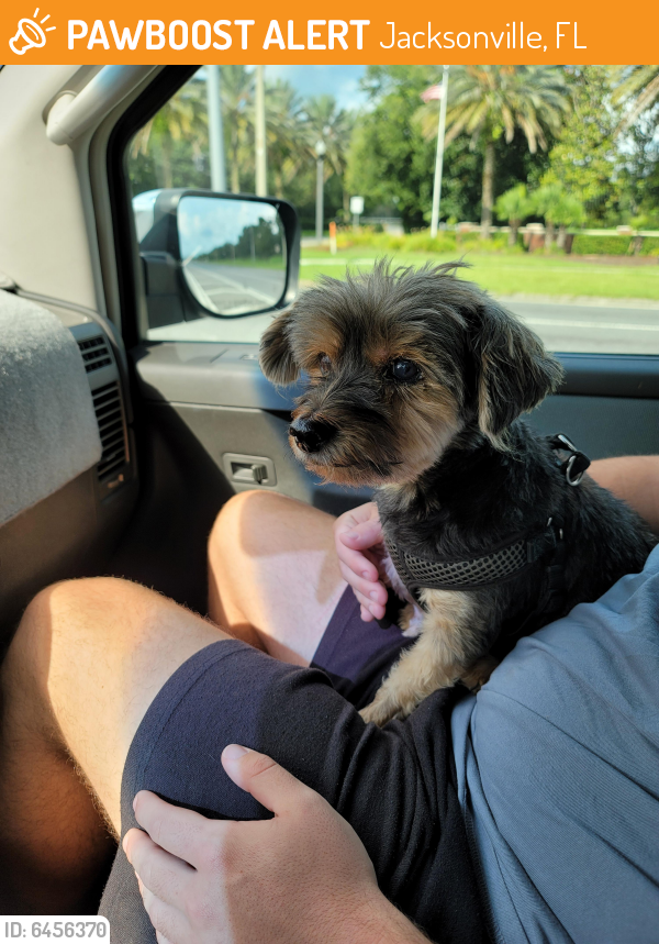 Found/Stray Male Dog in Jacksonville, FL 32246 (ID 6456370) PawBoost