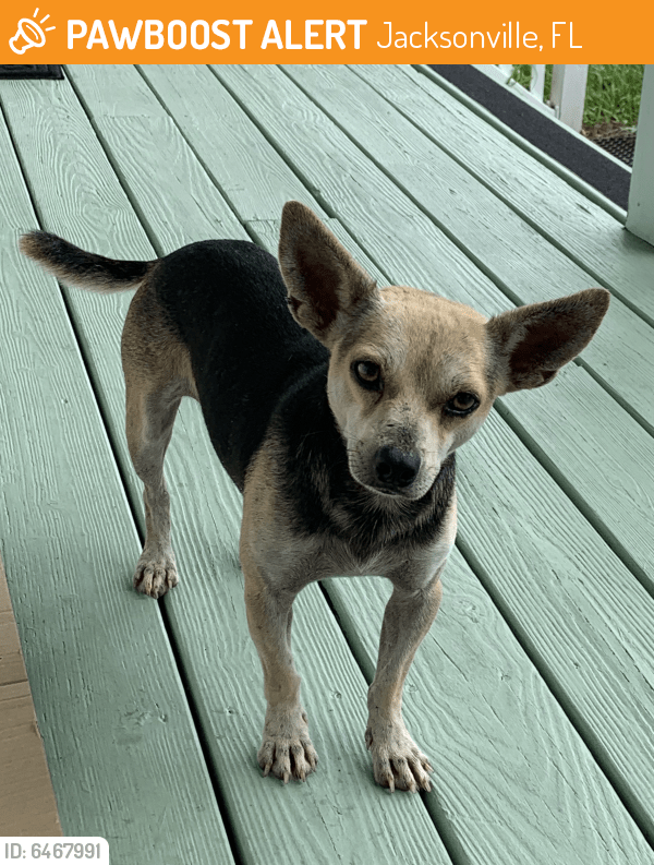 Found/Stray Male Dog in Jacksonville, FL 32218 (ID 6467991) PawBoost