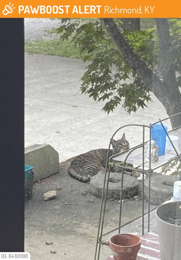 Found/Stray Cat in Richmond, KY 40475 (ID 6468198) PawBoost