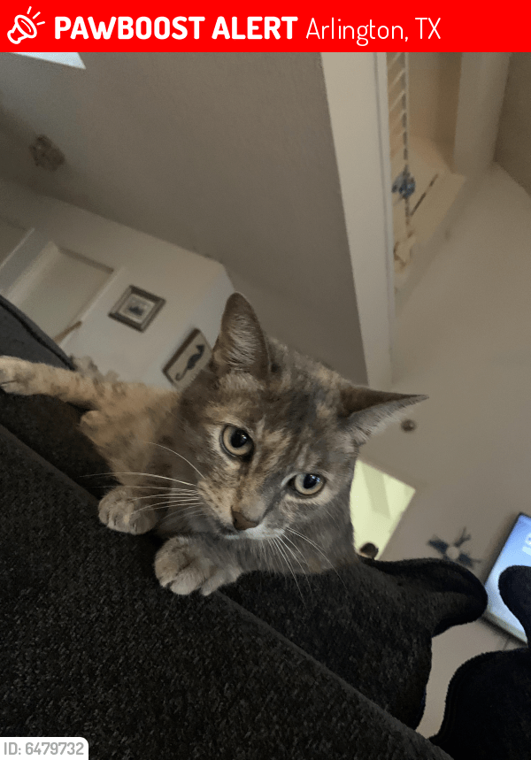 Lost Cat in Arlington, TX 76017 Named Whiskers (ID