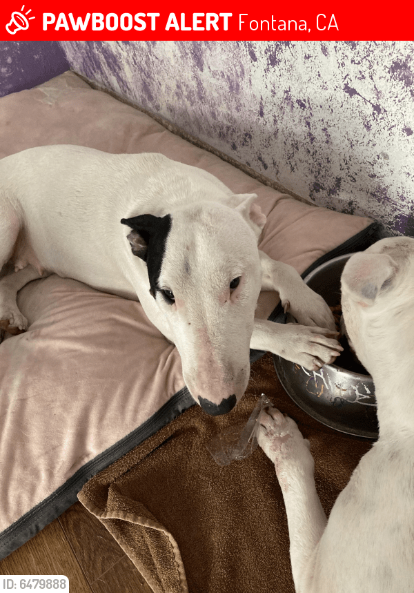 Lost Female Dog in Fontana, CA 92335 Named GAMORA (ID 6479888) PawBoost