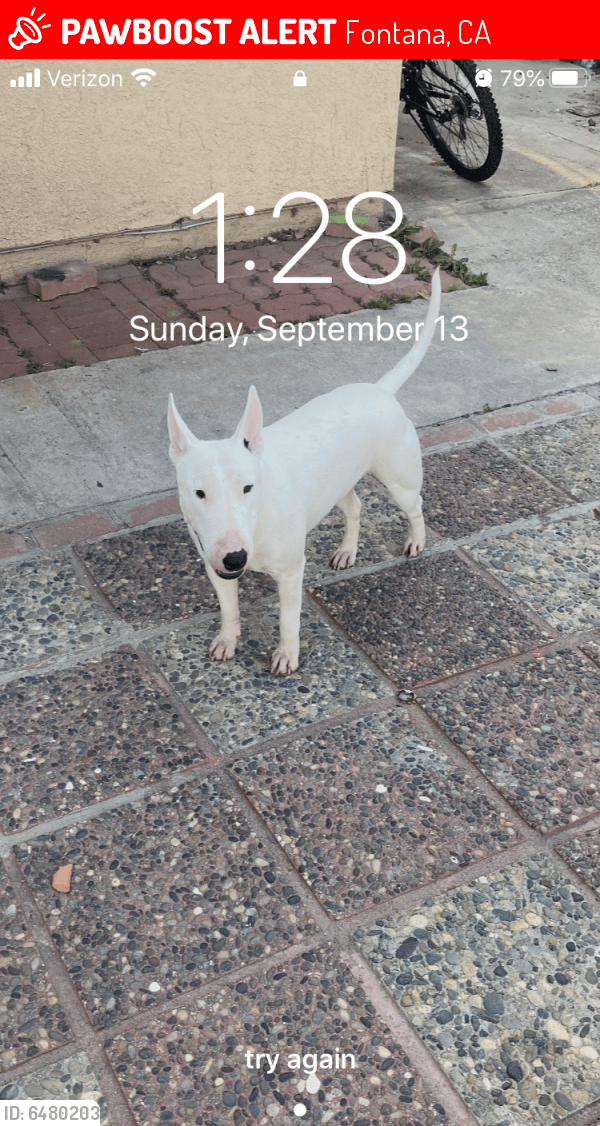 Lost Male Dog in Fontana, CA 92335 Named Dak (ID 6480203) PawBoost