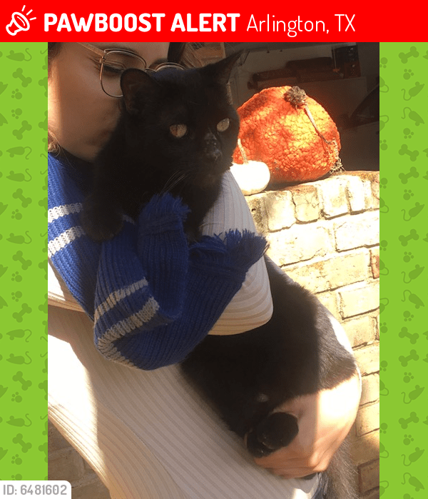 Lost Male Cat in Arlington, TX 76001 Named Frank (ID