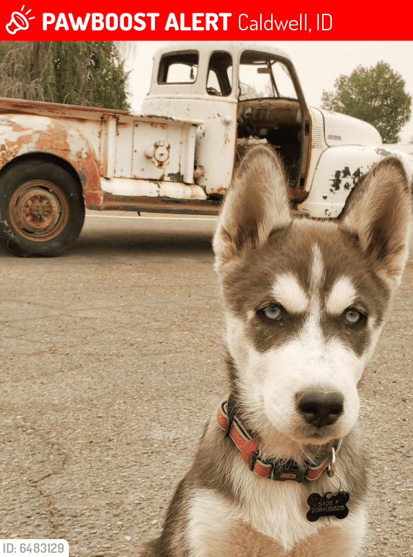 Lost Female Dog in Caldwell, ID 83605 Named Sadie (ID 6483129) PawBoost