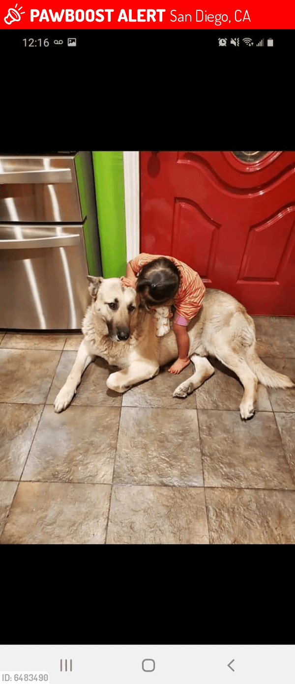 Lost Male Dog in San Diego, CA 92102 Named Pancho (ID 6483490) PawBoost