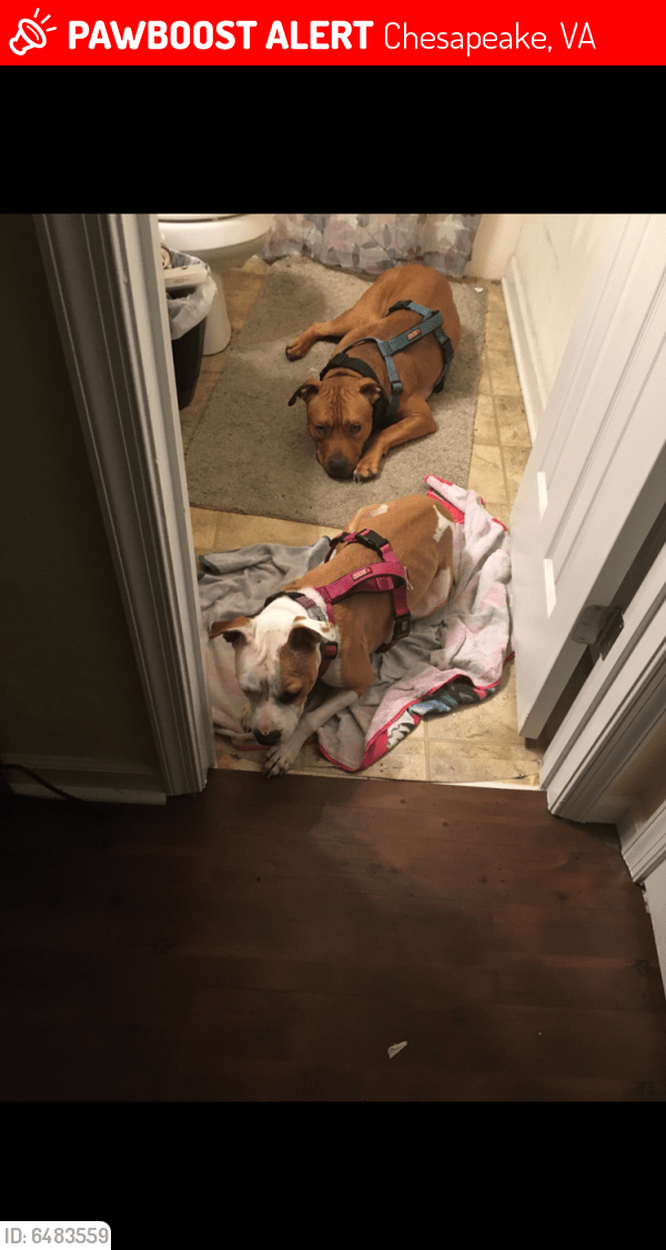 Lost Male Dog in Chesapeake, VA 23325 Named Roddo (ID 6483559) PawBoost