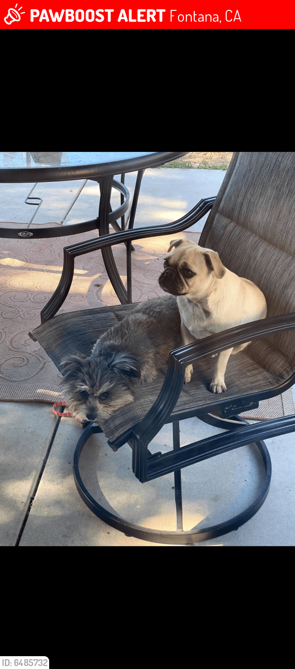 Lost Male Dog in Fontana, CA 92336 Named Toby (ID 6485732) PawBoost