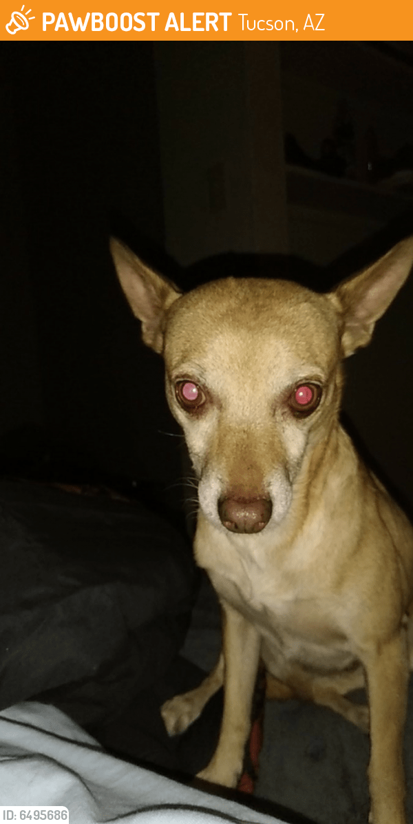 Found/Stray Male Dog in Tucson, AZ 85746 (ID 6495686) PawBoost