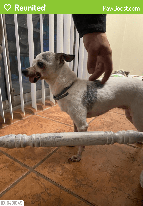 Reunited Dog in Burleson, TX 76028 (ID 6491049) PawBoost