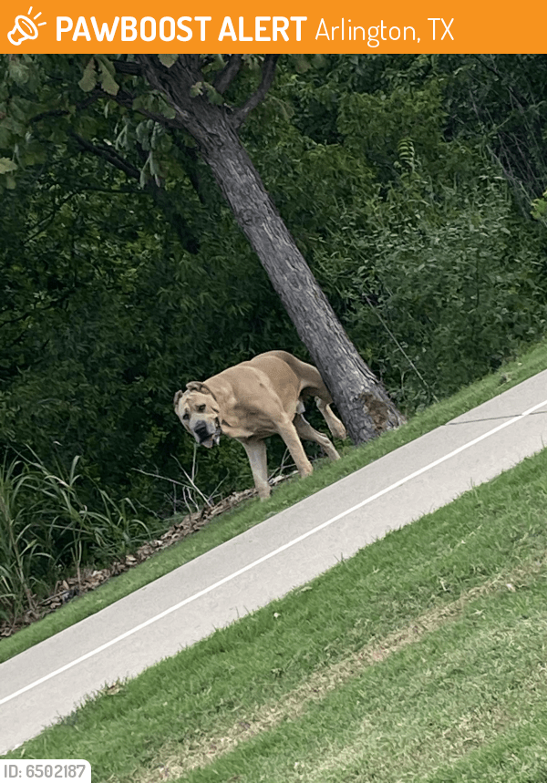 Found/Stray Male Dog in Arlington, TX 76002 (ID 6502187