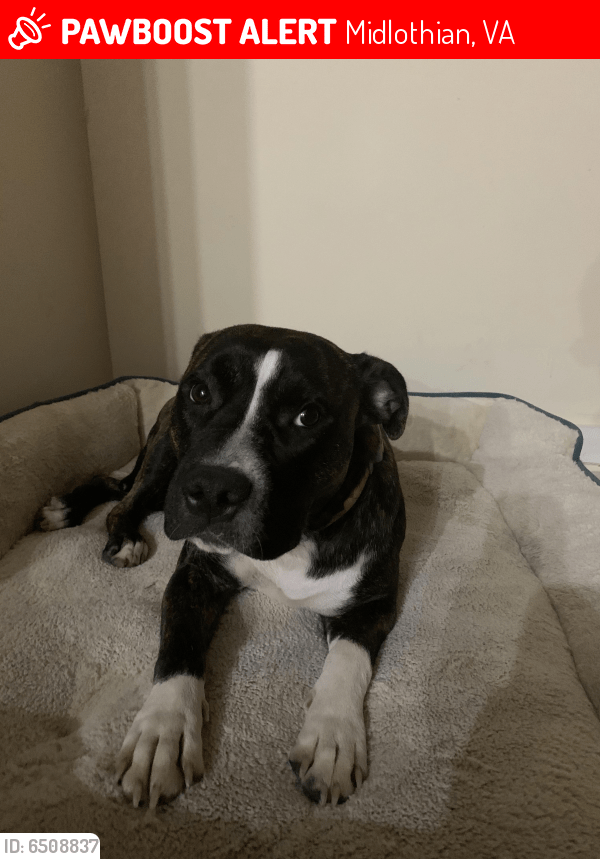 Lost Female Dog in Midlothian, VA 23112 Named Jade (ID 6508837) PawBoost