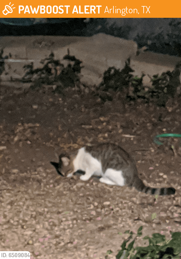 Found/Stray Male Cat in Arlington, TX 76001 (ID 6509084
