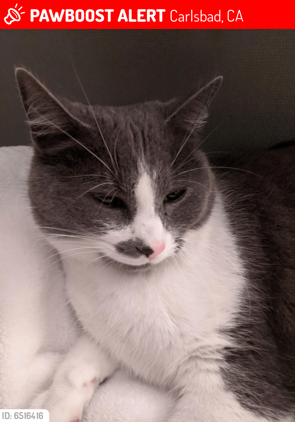 Lost Female Cat in Carlsbad, CA 92008 Named Panda (ID
