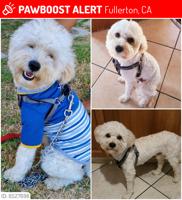 Lost Male Dog in Fullerton, CA 92832 Named Toby (ID 6527696) PawBoost