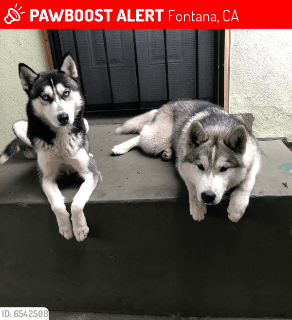 Lost Dog in Fontana, CA 92335 Named Jacky And Max (ID 6542508) PawBoost