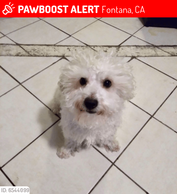 Lost Male Dog in Fontana, CA 92337 Named Buddy (ID 6544099) PawBoost