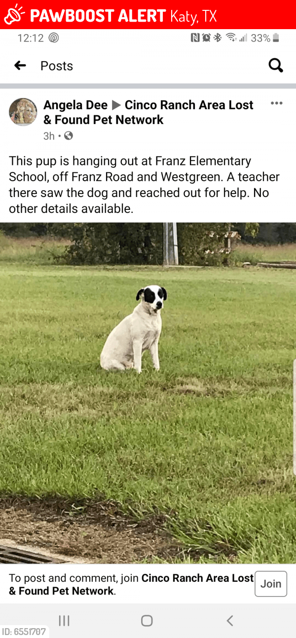 Lost Female Dog in Katy, TX 77449 Named Dottie (ID 6551707) PawBoost