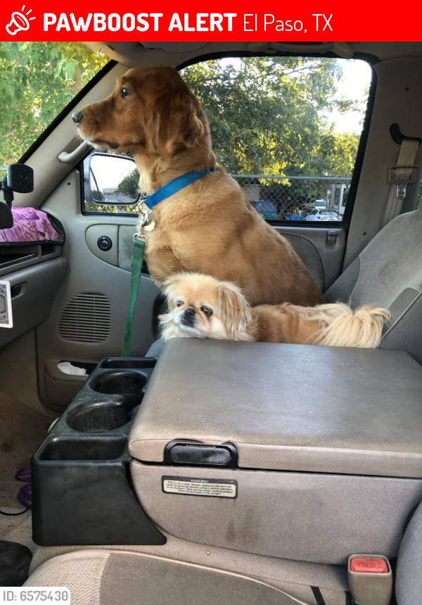 Lost Male Dog in El Paso, TX 79928 Named Bailey & Molly (ID 6575430